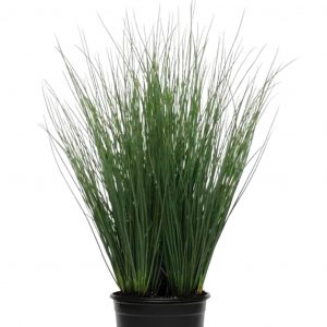 Ситник - Starhead Color Grass Juncus