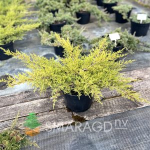 Ялівець середній – Juniperus pfitzeriana Compacta