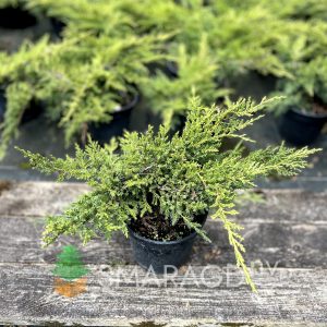 Ялівець середній - Juniperus pfitzeriana Mordigan Gold