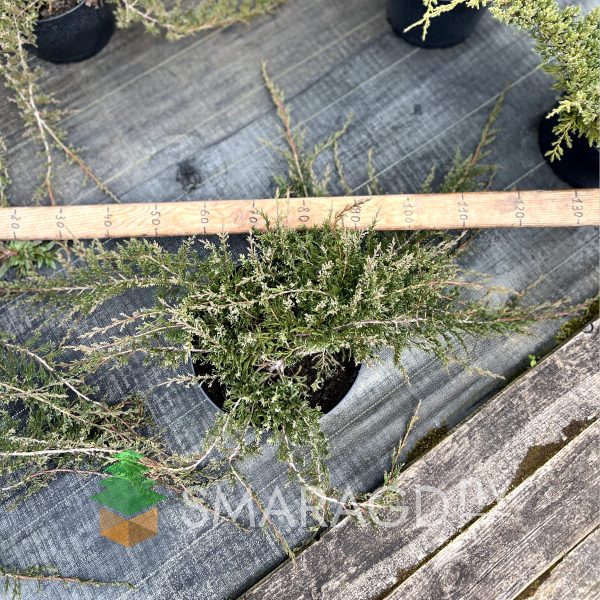 Ялівець горизонтальний - Juniperus horizontalis Turquoise Spreader