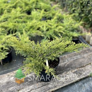 Ялівець середній – Juniperus pfitzeriana Aurea