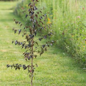 Береза плакуча - Betula pendula Royal Frost (висота H 100-150 см, горщик 7.5л)