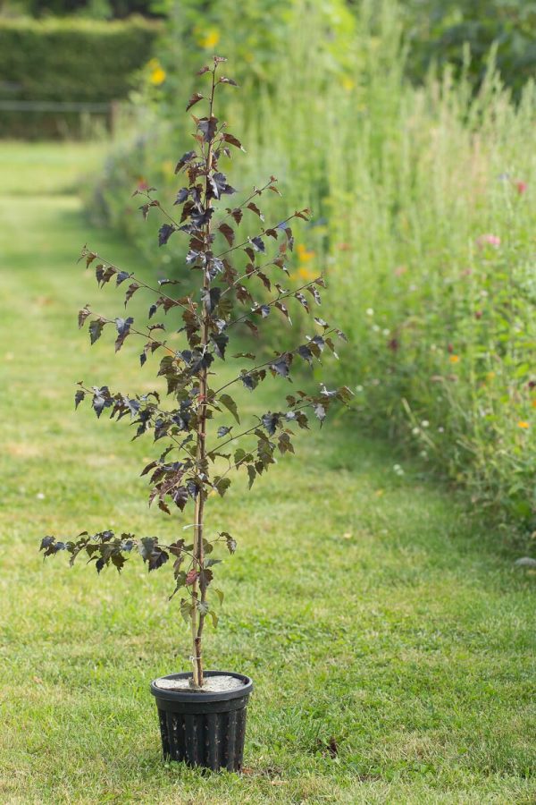 Береза плакуча - Betula pendula Royal Frost (висота H 100-150 см, горщик 7.5л)