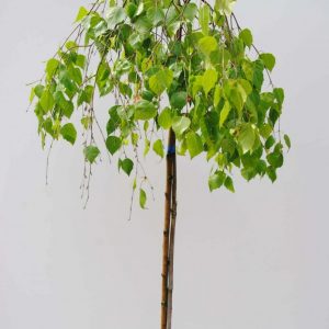 Береза плакуча - Betula pendula Youngii (висота H 100-150 см, горщик 7.5л)