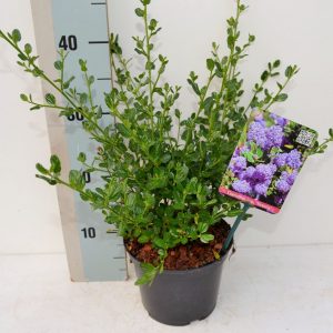 Цеанотус - Ceanothus impressus Victoria (діаметр D 20-30 см, горщик 3л)