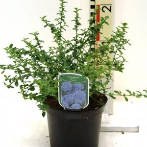 Цеанотус - Ceanothus thyrsiflorus Repens (діаметр D 20-30 см, горщик 3л)