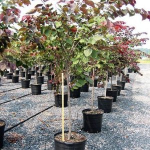 Церсіс канадський - Cercis canadensis Forest Pansy (висота H 40-60 см, горщик 5л)