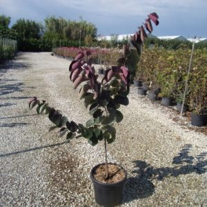 Церсіс канадський - Cercis canadensis Merlot (висота H 40-60 см, горщик 5л)