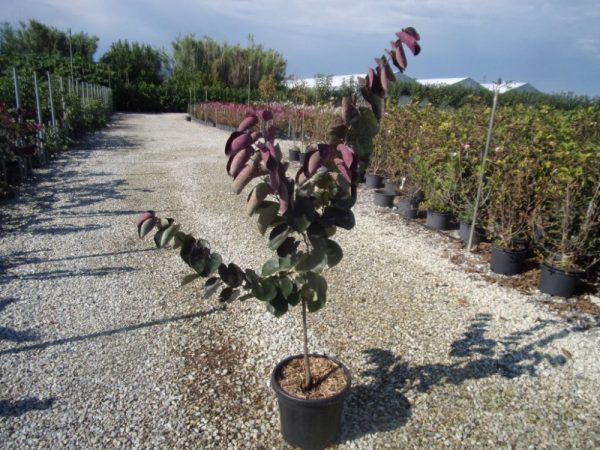 Церсіс канадський - Cercis canadensis Merlot (висота H 40-60 см, горщик 5л)