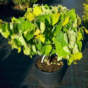 Церсіс канадський - Cercis canadensis The Ricing Sun (висота H 40-60 см, горщик 5л)