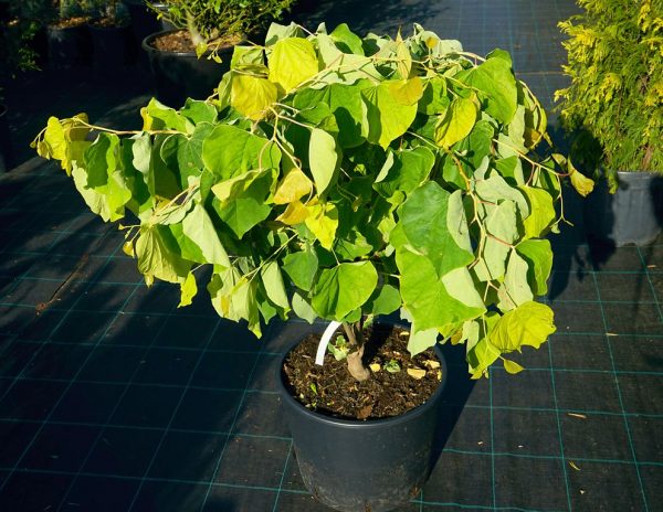 Церсіс канадський - Cercis canadensis The Ricing Sun (висота H 40-60 см, горщик 5л)