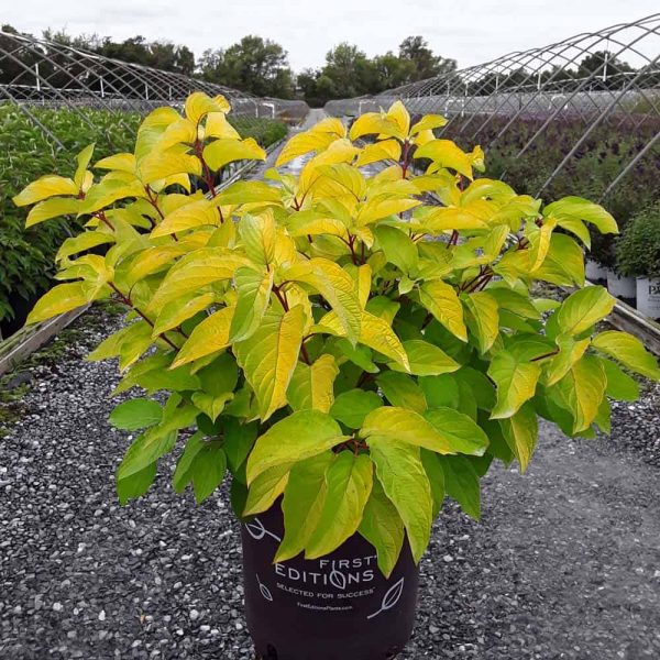 Дерен білий – Cornus alba Neon Burst (висота H 50-70 см, горщик 3л)