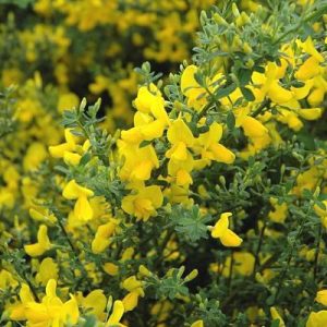 Рокитник - Cytisus Golden Sunlight (висота H 20-30 см, горщик 3л)