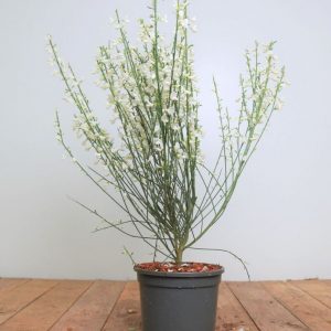 Рокитник - Cytisus White Lion (висота H 20-30 см, горщик 3л)