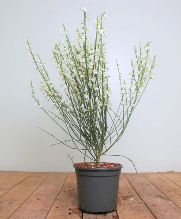 Рокитник - Cytisus White Lion (висота H 20-30 см, горщик 3л)