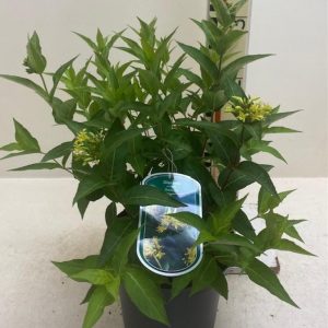 Дієрвіла сидячолиста - Diervilla sessilifolia Butterfly (висота H 30-50 см, горщик 3л)