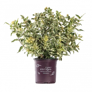 Дієрвіла сидячолиста - Diervilla sessilifolia Cool Splash (висота H 30-50 см, горщик 3л)