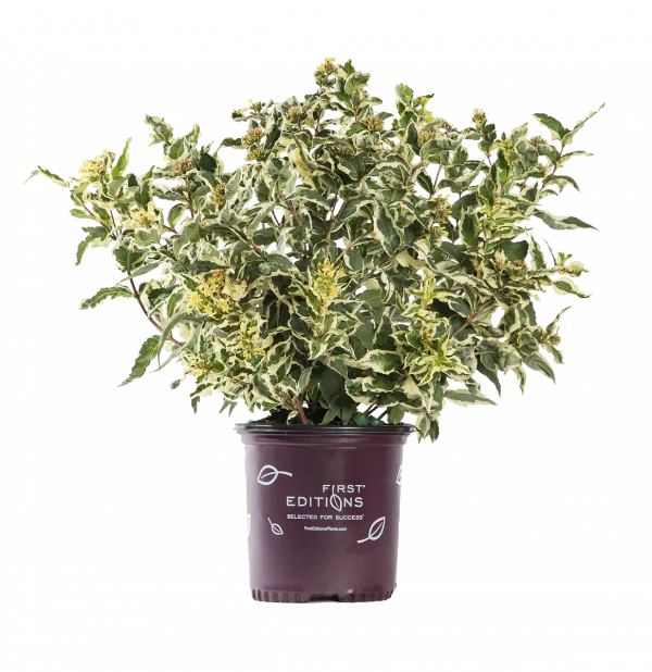 Дієрвіла сидячолиста - Diervilla sessilifolia Cool Splash (висота H 30-50 см, горщик 3л)