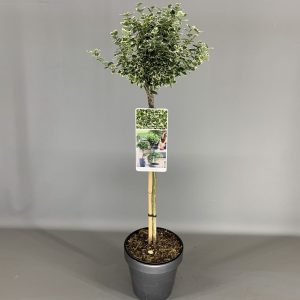 Бересклет форчун - Euonymus fortunei Emerald Gaiety (на штамбі) (висота Pa 80 см, горщик 3/5л)