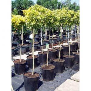 Бересклет форчун - Euonymus fortunei Emerald Gold (на штамбі) (висота Pa 120 см, горщик 3/5л)