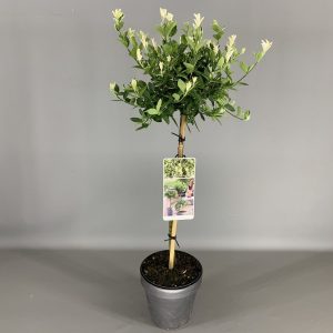 Бересклет форчун - Euonymus fortunei Harlequin (на штамбі) (висота Pa 80 см, горщик 3л)