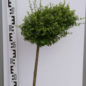 Бересклет форчун - Euonymus fortunei Minimus (на штамбі) (висота Pa 80 см, горщик 3л)