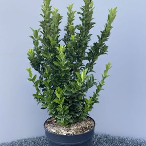 Бересклет японський - Euonymus japonicus (висота H 20-30 см, горщик 2л)