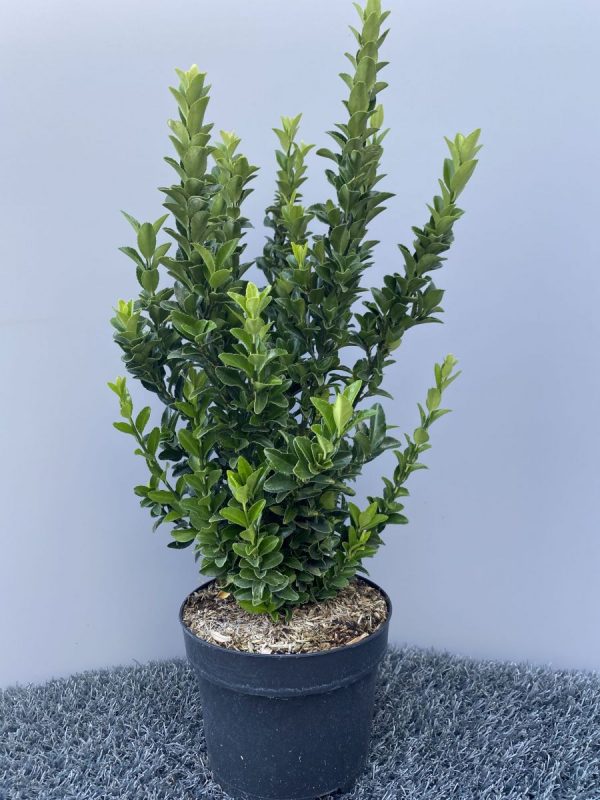 Бересклет японський - Euonymus japonicus (висота H 20-30 см, горщик 2л)