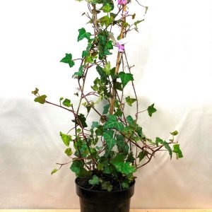 Плющ – Hedera helix (на штамбі) (висота Pa 150-180 см, горщик 7.5л)