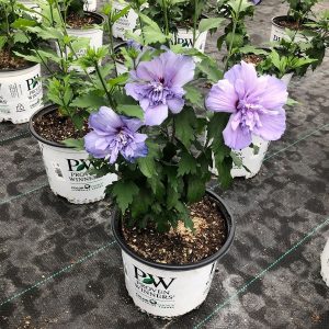 Гібіскус сирійський – Hibiscus syriacus Blue Chiffon (висота H 30-50 см, горщик 3л)