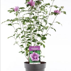 Гібіскус сирійський – Hibiscus syriacus Flower Tower Purple (висота H 30-50 см, горщик 3л)