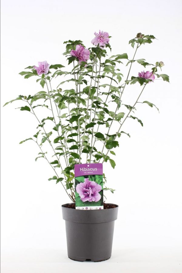 Гібіскус сирійський – Hibiscus syriacus Flower Tower Purple (висота H 30-50 см, горщик 3л)