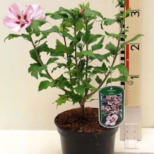 Гібіскус сирійський – Hibiscus syriacus Hamabo (висота H 40-60 см, горщик 4л)