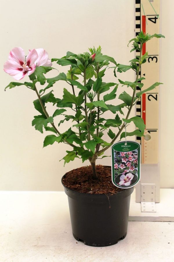 Гібіскус сирійський – Hibiscus syriacus Hamabo (висота H 40-60 см, горщик 4л)