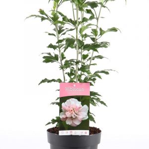 Гібіскус сирійський – Hibiscus syriacus Lady Stanley (висота H 40-60 см, горщик 4л)