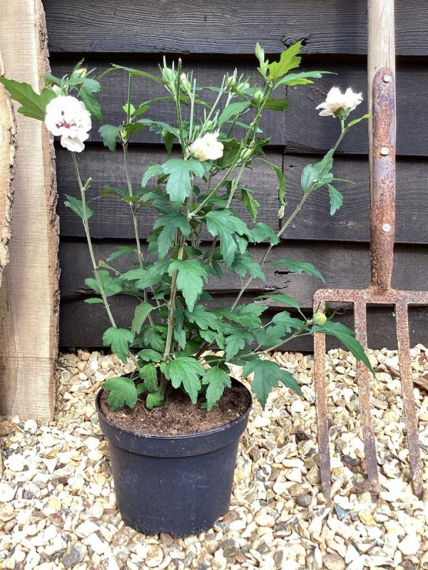 Гібіскус сирійський – Hibiscus syriacus Red Heart (висота H 40-60 см, горщик 4л)