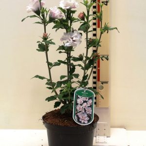 Гібіскус сирійський – Hibiscus syriacus Speciosus (висота H 40-60 см, горщик 4л)