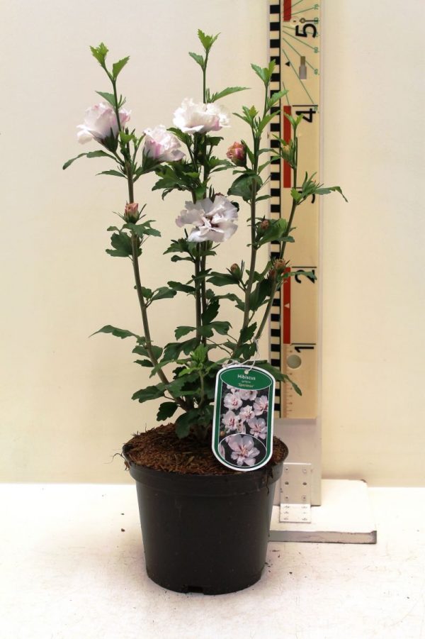 Гібіскус сирійський – Hibiscus syriacus Speciosus (висота H 40-60 см, горщик 4л)