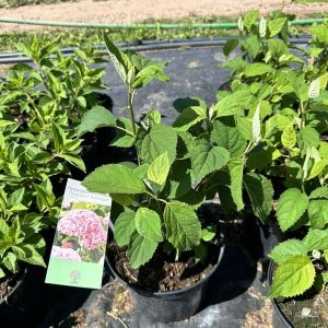 Гортензія деревовидна - Hydrangea arborescens Candybelle Bubblegum (висота H 30-40 см, горщик 3л)
