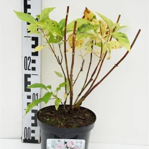 Гортензія деревовидна - Hydrangea arborescens Candybelle Bubblegum (висота H 30-40 см, горщик 3л)