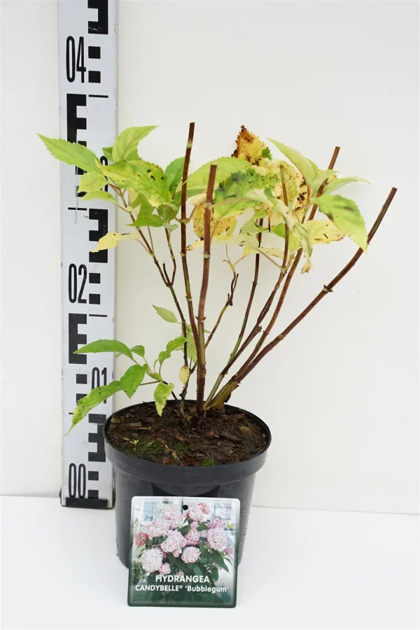 Гортензія деревовидна - Hydrangea arborescens Candybelle Bubblegum (висота H 30-40 см, горщик 3л)