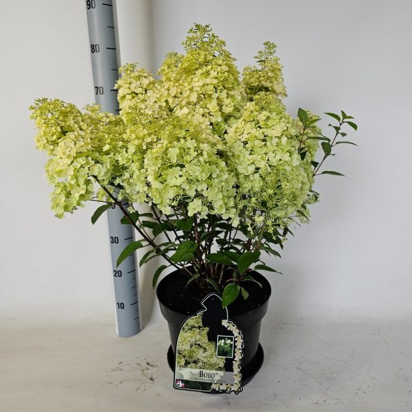 Гортензія волотиста – Hydrangea paniculata Bobo (висота H 40-60 см, горщик 7.5л)