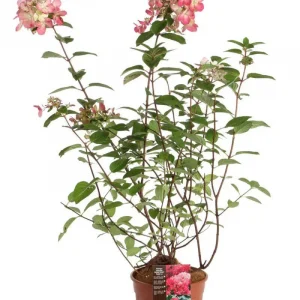 Гортензія волотиста – Hydrangea paniculata Diamand Rouge PBR (висота H 30-40 см, горщик 3л)