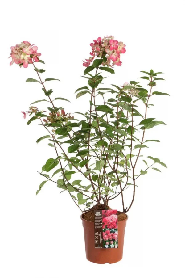 Гортензія волотиста – Hydrangea paniculata Diamand Rouge PBR (висота H 30-40 см, горщик 3л)