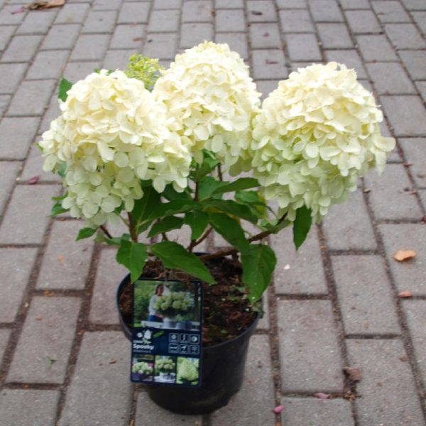 Гортензія волотиста – Hydrangea paniculata Little Spooky PBR (висота H 40-60 см, горщик 3л)