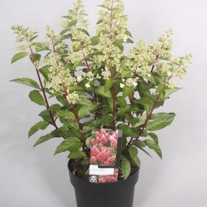 Гортензія волотиста – Hydrangea paniculata Magical Candle (висота H 40-60 см, горщик 3л)