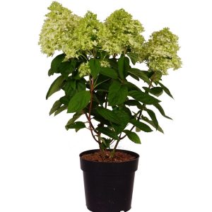 Гортензія волотиста – Hydrangea paniculata Magical Kilimanjaro (висота H 40-60 см, горщик 3л)