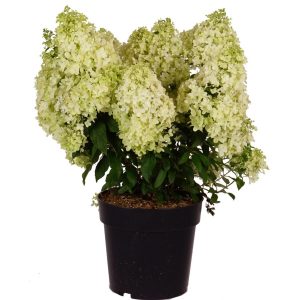 Гортензія волотиста – Hydrangea paniculata Magical Matterhorn (висота H 40-60 см, горщик 3л)