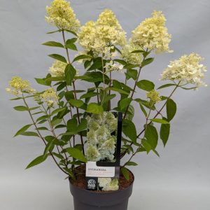 Гортензія волотиста – Hydrangea paniculata Magical Sweet Summer (висота H 40-60 см, горщик 3л)