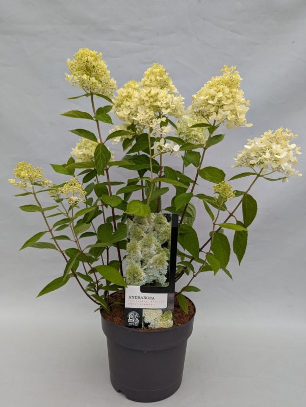 Гортензія волотиста – Hydrangea paniculata Magical Sweet Summer (висота H 40-60 см, горщик 3л)